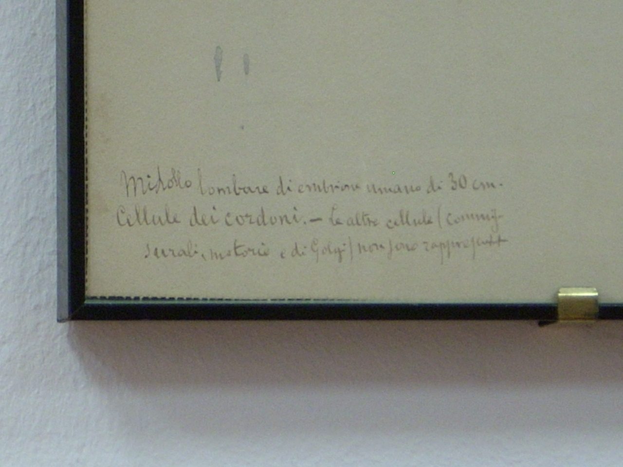 Giulio%20Bizzozero%20s%20histological%20drawings%2C%20Accademia%20di%20Medicina%2C%20Turin%2C%20Italy%20-%2008.JPG
